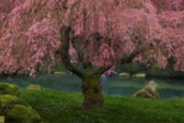Tree of Dreams (Washington State) 1.5M Huge Panorama - Peter Lik Tree of Dreams (Washington State) 1.5M Huge Panorama - Peter Lik