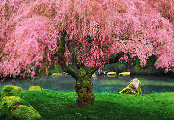 Tree of Dreams (Washington State) - Cigar Leaf Frame Panorama - Peter Lik Tree of Dreams (Washington State) - Cigar Leaf Frame Panorama - Peter Lik