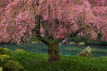 Tree of Dreams (Washington State) Panorama by Peter Lik - 0 Tree of Dreams (Washington State) Panorama by Peter Lik - 0