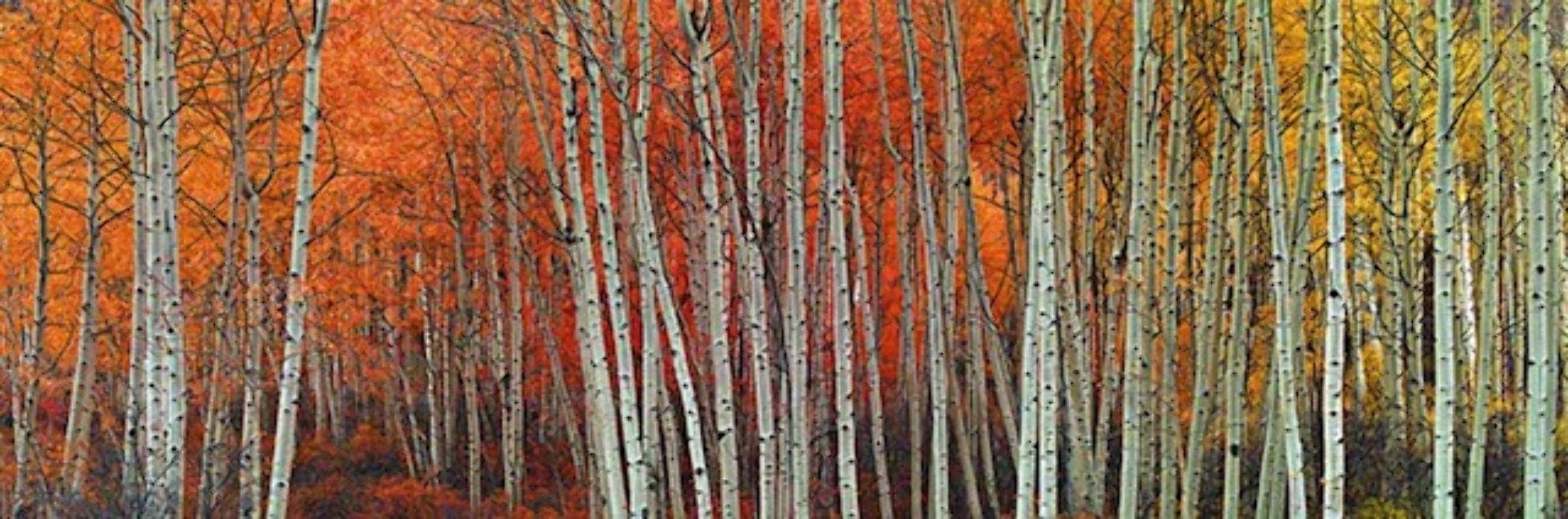 Harmony (Aspen, Colorado) 1.5M Huge Panorama by Peter Lik Harmony (Aspen, Colorado) 1.5M Huge Panorama by Peter Lik