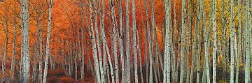 Harmony (Aspen, Colorado) Panorama - Peter Lik Harmony (Aspen, Colorado) Panorama - Peter Lik