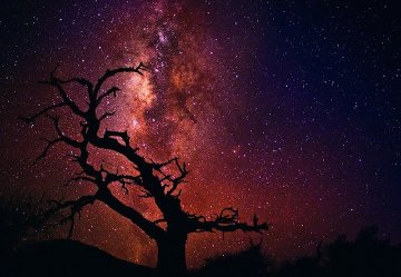 Tree of the Universe (Mauna Kea, The Big Island, Hawaii) Panorama - Peter Lik Tree of the Universe (Mauna Kea, The Big Island, Hawaii) Panorama - Peter Lik