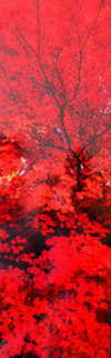 Zen (Ogden Valley, Utah) Panorama - Peter Lik Zen (Ogden Valley, Utah) Panorama - Peter Lik