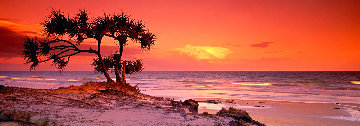 Pandanus Twilight - Frazier Island Panorama - Peter Lik Pandanus Twilight - Frazier Island Panorama - Peter Lik