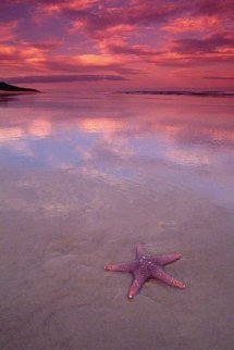 Starfish (small edition) Panorama - Peter Lik Starfish (small edition) Panorama - Peter Lik