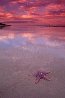 Starfish (small edition) Panorama by Peter Lik - 0 Starfish (small edition) Panorama by Peter Lik - 0