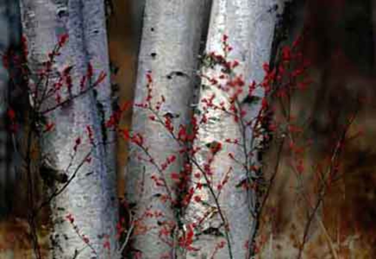 Silver Birches Panorama by Peter Lik