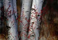 Silver Birches Panorama by Peter Lik - 0
