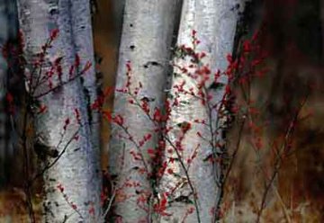 Silver Birches Panorama - Peter Lik Silver Birches Panorama - Peter Lik