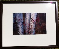 Silver Birches Panorama by Peter Lik - 1