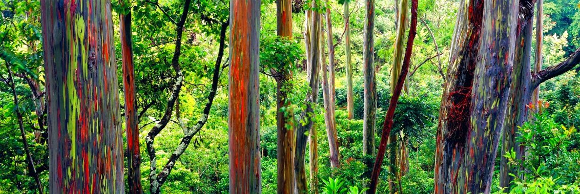 Painted Forest 2M - Huge Mural Size - Maui, Hawaii Panorama by Peter Lik