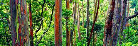 Painted Forest 2M - Huge Mural Size - Maui, Hawaii Panorama - Peter Lik
