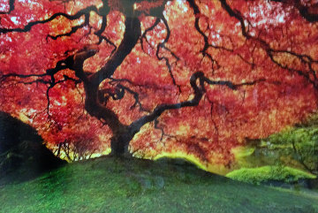Tree of Life (Oregon) Panorama - Peter Lik Tree of Life (Oregon) Panorama - Peter Lik