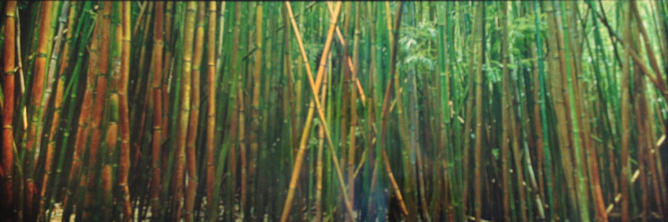 Bamboo (Pipiwai Trail, Hana, Hawaii) 1.5M Huge Panorama by Peter Lik Bamboo (Pipiwai Trail, Hana, Hawaii) 1.5M Huge Panorama by Peter Lik