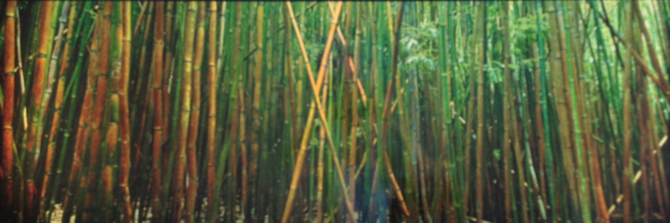Bamboo (Pipiwai Trail, Hana, Hawaii) 1.5M Huge Panorama by Peter Lik