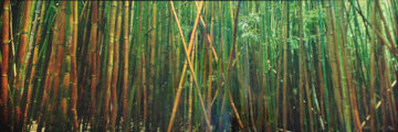 Bamboo (Pipiwai Trail, Hana, Hawaii) 1.5M Huge Panorama - Peter Lik
