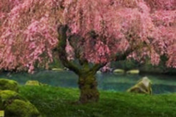 Tree of Dreams (Washington State) Panorama - Peter Lik Tree of Dreams (Washington State) Panorama - Peter Lik
