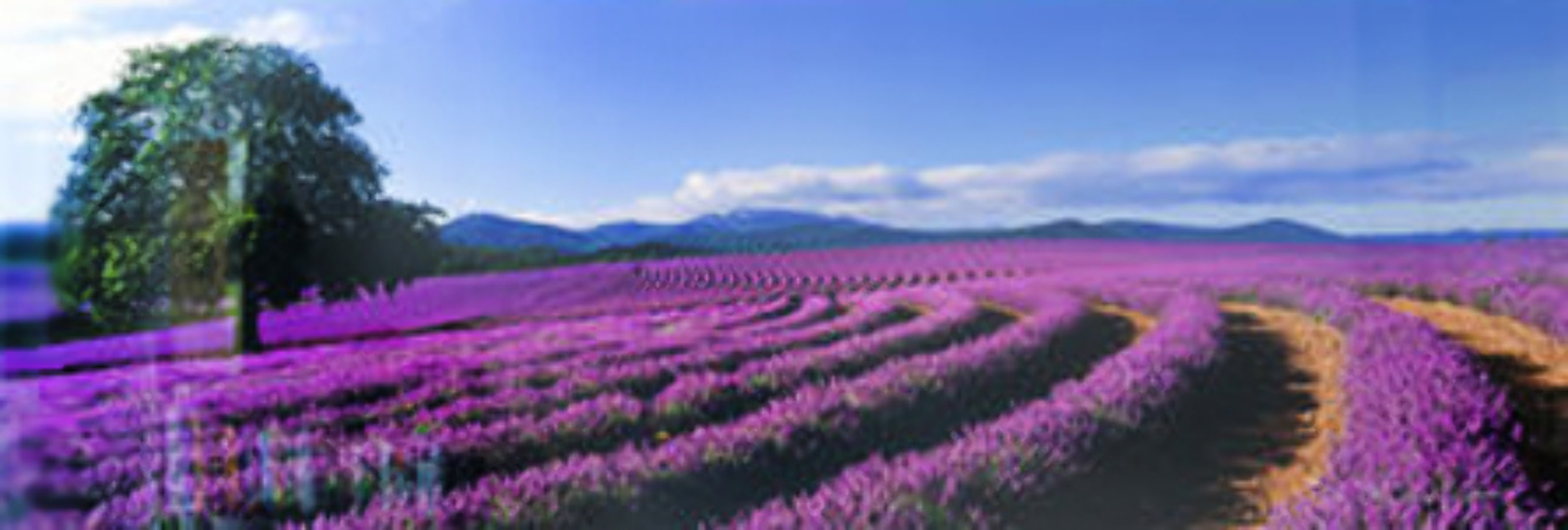 Lavender Sea (Tasmania, Australia) 1.5 M Huge Panorama by Peter Lik Lavender Sea (Tasmania, Australia) 1.5 M Huge Panorama by Peter Lik