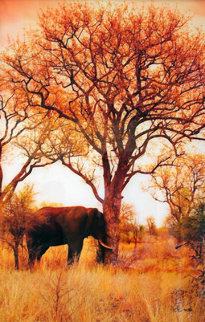Elle Dreaming Panorama - Peter Lik Elle Dreaming Panorama - Peter Lik