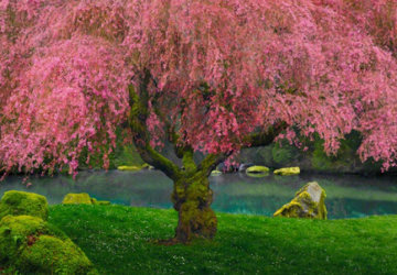 Tree of Dreams AP (Washington, State) Panorama - Peter Lik Tree of Dreams AP (Washington, State) Panorama - Peter Lik