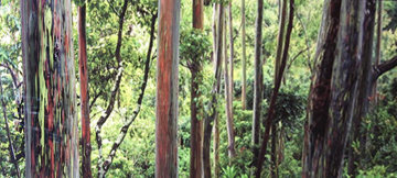 Painted Forest 1.5M Huge Panorama - Peter Lik Painted Forest 1.5M Huge Panorama - Peter Lik