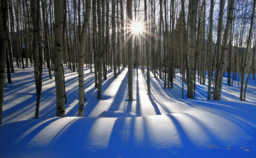 Sunlit Birches (Telluride, Colorado) Panorama - Peter Lik Sunlit Birches (Telluride, Colorado) Panorama - Peter Lik