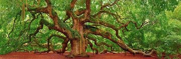 Tree of Hope Panorama - Peter Lik Tree of Hope Panorama - Peter Lik