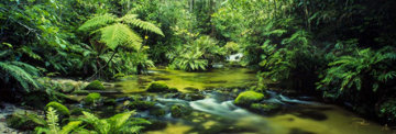 Mount Lewis Rainforest, Australia Panorama - Peter Lik Mount Lewis Rainforest, Australia Panorama - Peter Lik