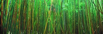 Bamboo (Pipiwai Trail, Hana, Hawaii) Panorama - Peter Lik Bamboo (Pipiwai Trail, Hana, Hawaii) Panorama - Peter Lik