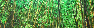 Prosperity (Maui, Hawaii) Panorama - Peter Lik Prosperity (Maui, Hawaii) Panorama - Peter Lik