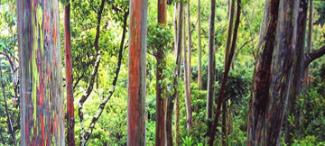 Painted Forest 2M Huge Mural Size  Panorama - Peter Lik