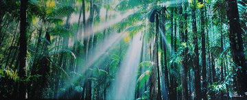 Enchanted Forest (Fraser Island, Queensland) 1.5M Huge Panorama - Peter Lik Enchanted Forest (Fraser Island, Queensland) 1.5M Huge Panorama - Peter Lik