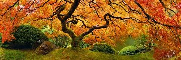 Tree of Zen 1.5M Huge Panorama - Peter Lik Tree of Zen 1.5M Huge Panorama - Peter Lik