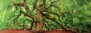 Tree of Hope AP Panorama - Peter Lik Tree of Hope AP Panorama - Peter Lik
