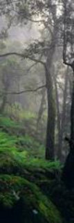 Living Forest Panorama - Peter Lik Living Forest Panorama - Peter Lik