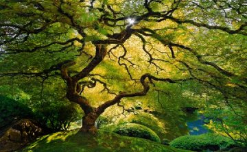 Inner Peace (Oregon) Panorama - Peter Lik Inner Peace (Oregon) Panorama - Peter Lik