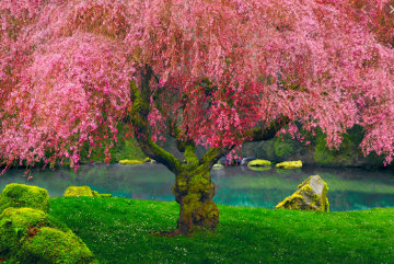 Tree of Dreams (Washington State) Panorama - Peter Lik