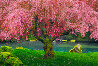 Tree of Dreams 1M - Washington Panorama by Peter Lik - 1