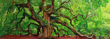 Tree of Hope Panorama - Peter Lik Tree of Hope Panorama - Peter Lik