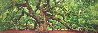 Tree of Hope - 1.5M Huge Mural Sized - Charleston, SC 37x76 Panorama by Peter Lik - 2
