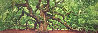 Tree of Hope - 1.9M Huge Mural Sized - Charleston, SC Panorama by Peter Lik - 2