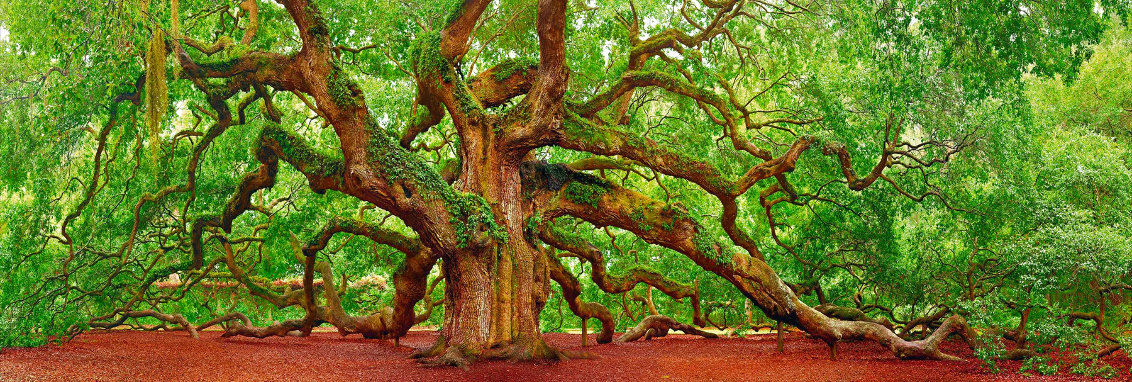 Tree of Hope - 1.5M Huge - Charleston, SC Panorama by Peter Lik