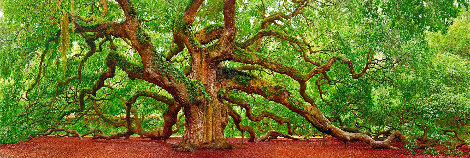 Tree of Hope - 1.5M Huge - Charleston, SC Panorama - Peter Lik