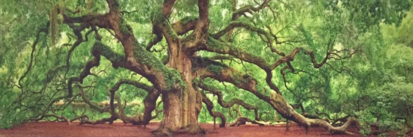 Tree of Hope 1.5M Huge Panorama by Peter Lik Tree of Hope 1.5M Huge Panorama by Peter Lik