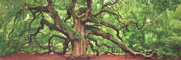 Tree of Hope Panorama - Peter Lik Tree of Hope Panorama - Peter Lik