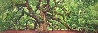 Tree of Hope - 1.5M Huge Mural Sized - Charleston, SC 37x76 Panorama by Peter Lik - 0