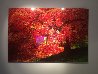 Enchantment 1.5M Huge Panorama by Peter Lik - 1 Enchantment 1.5M Huge Panorama by Peter Lik - 1