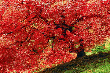 Enchantment 1.5M Huge Panorama - Peter Lik Enchantment 1.5M Huge Panorama - Peter Lik
