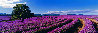 Lavender Sea 1.5M Huge - Tasmania, Australia Panorama by Peter Lik - 0