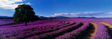 Lavender Sea (Tasmania, Australia) 1.5M Huge Panorama - Peter Lik Lavender Sea (Tasmania, Australia) 1.5M Huge Panorama - Peter Lik